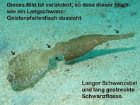 Langschwanz- Geisterpfeifenfisch (Geisterfetzenfisch) - Solenostomus armatus
