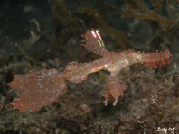 Delicate ghostpipefish - <em>Solenostomus leptosoma </em>(leptosomus) - Zarter Geisterpfeifenfisch