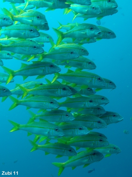 Yellowfin Goatfish - Mulloidichthys vanicolensis - Gelbflossen-Barbe