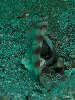 Slantbar Shrimpgoby - Amblyeleotris diagonalis - Diagonal-Wächtergrundel