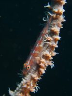Wire Coral Goby - <em>Bryaninops youngei</em> - Drahtkorallen-Zwerggrundel 
