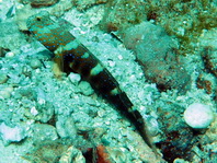 Triplespot shrimpgoby - Amblyeleotris triguttata - Dreiflecken Wächtergrundel