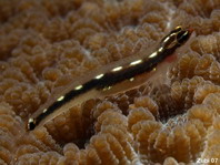 Striped Pygmygoby - Eviota sebreei - Gestreifte Zwerggrundel