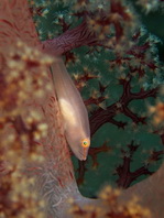 Soft-coral Ghostgoby - <em>Pleurosicya boldinghi</em> - Weichkorallen-Zwerggrundel