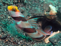 Black Rayed Shrimpgoby (Filament-finned Prawngoby) - Stonogobiops nemotodes - Ringel-Fadengrundel (Lanzen Symbiosegrundel)