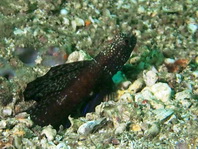 Magnificent Shrimpgoby - Tomiyamichthys sp1 - Wunderbarer Wächtergrundel