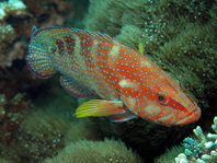 Coral Hind (Red Coral Grouper) - Cephalopholis miniata- Juwelen Zackenbarsch