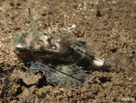 Juvenile Oriental Flying Gurnard - <em>Dactyloptena orientalis</em> - Jungtier Helm-Knurrhahn 