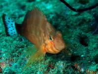 Oman Hawkfish - Cirrhitichthys calliurus - Oman Büschelbarsch