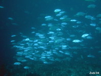 Mackerels in deep water - Caranx - Makrelen in der Tiefe