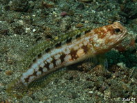 Blotched Jawfish - <em>Opistognathus latitabundus</em> - Kieferfisch