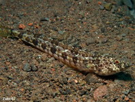Twospot Lizardfish - Synodus binotatus - Zweifleck Eidechsenfisch