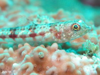 Lizardfish - Synodus sp. - Eidechsenfisch