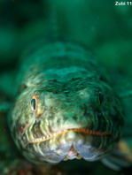Reef Lizardfish - <em>Synodus variegatus</em> - Riff-Eidechsenfisch