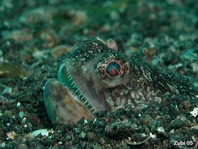 nakefish (Painted Lizardfish)- <em>Trachinocephalus myops</em> - Schlangenfisch (Gemalter Eidechsenfisch)