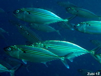 Striped Mackerel feeding on plankton - Rastelliger kanagurta - Grossmaul-Makrele ernährt sich von Plankton