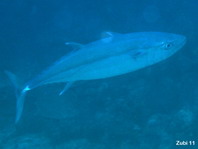 Yellowfin Tuna - Thunnus albacares - Gelbflossen-Thunfisch