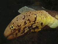 Chlamydatus Moray Eel - Gymnothorax chlamydatus - Chlamydatus Muräne