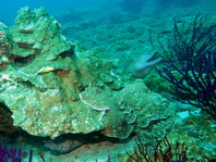 Honeycomb Moray Eel - <em>Gymnothorax favagineus</em> - Grosse Netzmuräne