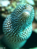 Whitemouth Moray Eel - <em>Gymnothorax meleagris</em> - Perlen-Muräne