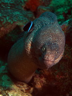 Yellowmouth Moray Eel - Gymnothorax nudivomer - Gelbmaul Netzmuräne
