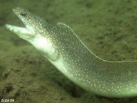 Reticulated Moray Eel - Gymnothorax richardsoni - Richardson-Muräne