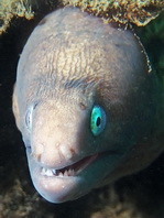 Greyface Moray Eel - <em>Gymnothorax thyrsoideus</em> (Siderea thyrsoidea / prosopeion) - Weissaugen-Muräne