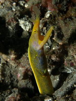 Yellow Ribbon Eel (older female) - <em>Rhinomuraena quaesita</em> - Gelbe Geistermuräne (älteres Weibchen)