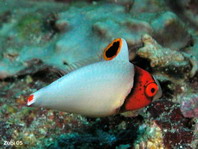 Bicolor parrotfish juvenile - Cetoscarus bicolor - Masken-Papageifisch Jungtier