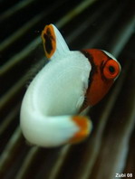 Juvenile Bicolor Parrotfish - Cetoscarus bicolor - Jungtier Masken-Papageifisch