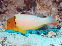 Juvenile Bicolor Parrotfish - Cetoscarus bicolor - Jungtier Masken-Papageifisch
