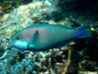 Pale bullethead Parrotfish - Chlorurus japanensis - Fahlbacken Papageifisch