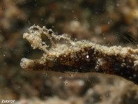 Minute Pipefish - <em>Apterygocampus epinnulatus</em> - Winzige Seenadel