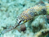 Scibbled Pipefish - Corythoichthys intestinalis - Korallen-Seenadel