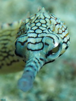 Scibbled Pipefish - Corythoichthys intestinalis - Korallen-Seenadel
