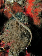 Schultz's Pipefish - Corythoichthys schultzi - Schultz Seenadel
