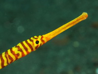 Many-banded pipefish - <em>Doryrhamphus pessuliferu</em>s - Gelbband Seenadel