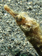 Gray's Pipefish - Halicampus grayi - Schlamm-Seenadel
