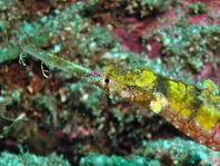 Ornate Pipefish - <em>Halicampus macrorhynchus</em> - Flügel Seenade