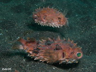 Orbicular Burrfish - <em>Cyclichthys orbicularis</em> - Kurzstachel Igelfisch