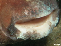 Detail of mouth with sharp edged plates of fused teeth - Detail Mund mit zusammengewachsenen Knochenplatten 