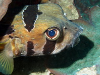 Black blotched Porcupinefish - <em>Diodon liturosus</em> - Masken Igelfisch