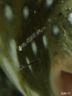 Whitespotted Puffer - <em>Arothron hispidus</em> - Weissfleck Kugelfisch