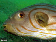Striped Puffer - <em>Arothron manilensis</em> - Streifen Kugelfisch