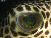 Eye of a Star Puffer - <em>Arothron stellatus</em> - Auge eines Riesen-Kugelfisches