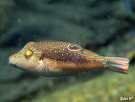 Bennett's Toby - <em>Canthigaster bennetti</em> - Bennett's Spitzkopfkugelfisch