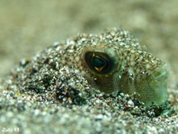 Shortfin Puffer hiding in the sand - <em>Torquigener brevipinnis</em> - Kurzflossen-Kugelfisch im Sand versteckt