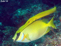 Masked Rabbitfish and trumpetfish - Siganus puellus - Masken Kaninchenfisch und Trompetenfisch