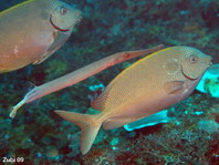 Goldspotted Rabbitfish and Trumpetfish - Siganus punctatus - Punkt-Kaninchenfisch und Tropetenfisch