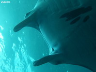 Giant Manta Ray details gills - <em>Manta alfredi</em> - Manta Rochen Details Kiemen